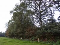 Cursus beheer houtwallen en singels